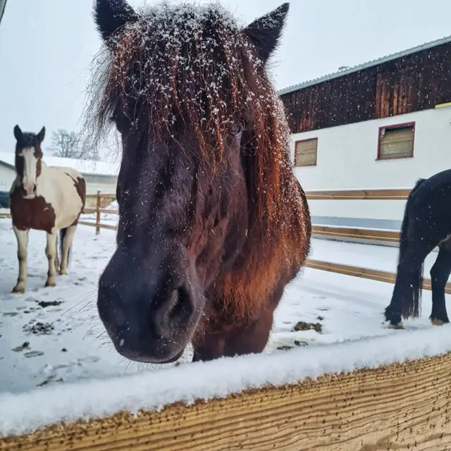 Islandpferd im Schnee auf der Koppel