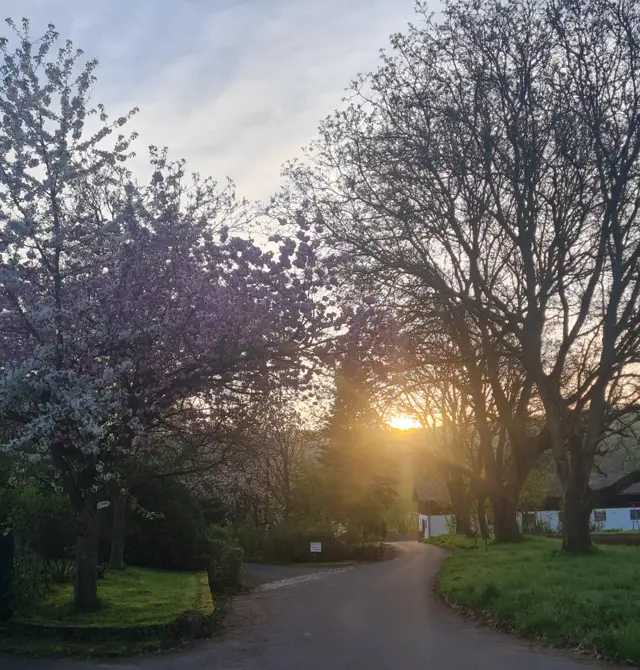 Hofzufahrt in der Abendsonne mit Kirschblüte